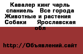 Кавалер кинг чарль спаниель - Все города Животные и растения » Собаки   . Ярославская обл.